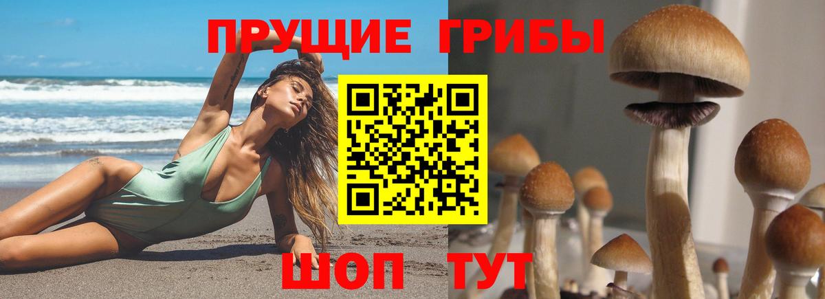 Галлюциногенные грибы Psilocybine cubensis Котовск